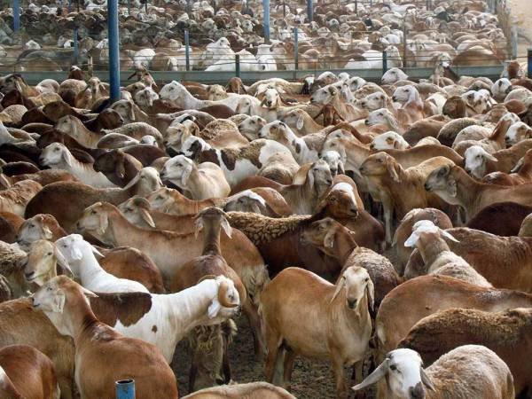 Sudanese Livestock
